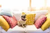 Para criar cachorro em apartamento da raça Pug não tem muito empecilho