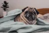 O Pug é uma das melhores raças para apartamento porque é calminho