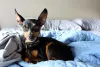 Diferente do que muita gente pensa, o Pinscher é super protetor e territorialista