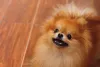 A raça Lulu da Pomerânia pode latir mais do que outras raças
