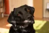 Brutus é um nome muito popular para cachorro preto grande
