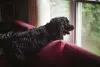 Os nomes para cachorro preto grande e peludo pode ser Nicolas ou Mateo, por exemplo