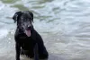 Ele curte água? Poseidon é outro nome de cachorro preto grande
