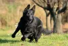 Thanos é um nome de cachorro preto que remete à força e grandeza