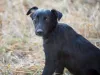 O nome do cachorro preto vira-lata e grande também pode ser forte