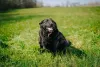 São várias opções de nomes para o cachorro preto grande