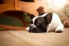 Oreo é um exemplo de nome de cachorro preto e branco