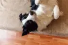 Você também pode chamar o pet de Bis