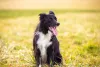 O lindo Border Collie preto e branco pode se chamar Bono