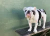 E o fofíssimo Bulldog Inglês pode se chamar Toddy