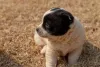 O nome para filhote de cachorro preto e branco pode ser Floquinho