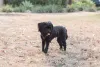 Bartolomeu é um nome para Lhasa Apso preto e pequeno