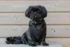 Existem muitos nomes para o cachorro Shih Tzu preto