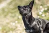 Nutella: ótimo nome para o cachorro Chihuahua preto