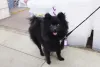 O Spitz Alemão preto (ou Lulu da Pomerânia) pode se chamar Charlie