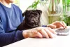 O pequeno Pug preto pode receber o nome de Godofredo