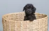 O Poodle pequeno e preto pode ser Lulu ou Bolinha, né?