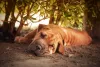 Cachorro preguiçoso: Shar Pei é uma das raças que faz parte da lista