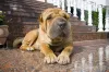 A raça de cachorro Shar Pei é calma e tranquila