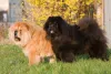 O Chow Chow é um cachorro com preguiça natural da raça