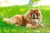 Raça de cachorro Chow Chow não é muito energética