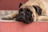 Para a raça de cachorro Bullmastiff, ficar deitadinho é um dos melhores programas