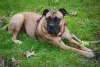 O cachorro preguiçoso da raça Bullmastiff deve ser incentivado a se exercitar