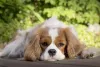Um cachorro preguiçoso definitivamente é o Cavalier King Charles Spaniel