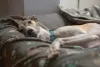 Animais preguiçosos: conhecido pela agilidade, o Greyhound gosta mesmo é de uma soneca