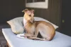 Para a raça de cachorro Greyhound nada é melhor do que a calmaria