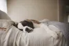 Cachorro com preguiça é o que define o São Bernardo!