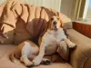  Para o cachorro preguiçoso da raça Basset Hound, nada é melhor do que ficar quietinho