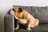Um cachorro com preguiça em tempo integral é o Bulldog Inglês