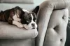  Um cachorro preguiçoso como o Bulldog Francês também precisa de uma rotina de exercícios