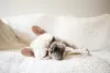 Raça de cachorro Bulldog Francês é fã de uma sonequinha