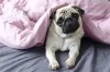 O cachorro Pug é braquicefálico e não pode fazer atividades que exijam muito esforço