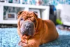 Para a raça Shar Pei, ficar sozinho não é um problema