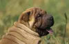 Raça Shar Pei, mesmo sendo independente, precisa se exercitar