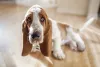 Além de ser um cachorro independente, o Basset Hound é muito tranquilo