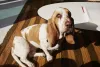 A raça de cachorro Basset Hound é ideal para quem tem uma rotina mais corrida