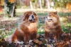 Raça de cachorro Chow Chow pode ser um pouco teimosa, mesmo sendo independente