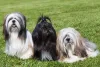O cachorro Lhasa lida super bem com ambientes tranquilos