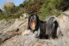 Cachorro independente da raça Lhasa Apso precisam gastar a energia com passeios diários
