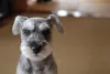 Raça Schnauzer é ideal para donos que precisam passar mais tempo fora de casa