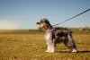 O cachorro da raça Schnauzer precisa passear e gosta de espaços ao ar livre