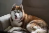 Raça Husky Siberiano pode ser um pouco teimosa, mas não é impossível treiná-la