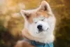 Akita: cachorro da raça, mesmo sendo grande, se adapta bem em apartamento