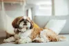 Cachorro Shih Tzu consegue passar mais tempo sozinho sem reclamar