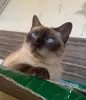 Foto de gato: na imagem a Laysa, uma gata Sialata, da Ana Luiza Portella