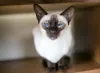 Raça de gato Siamês tem aparência esbelta e personalidade carinhosa